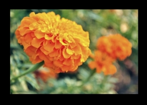 Miniaturní příroda - Orange