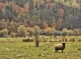 Vendula  Zemanová -Podzimní pastva