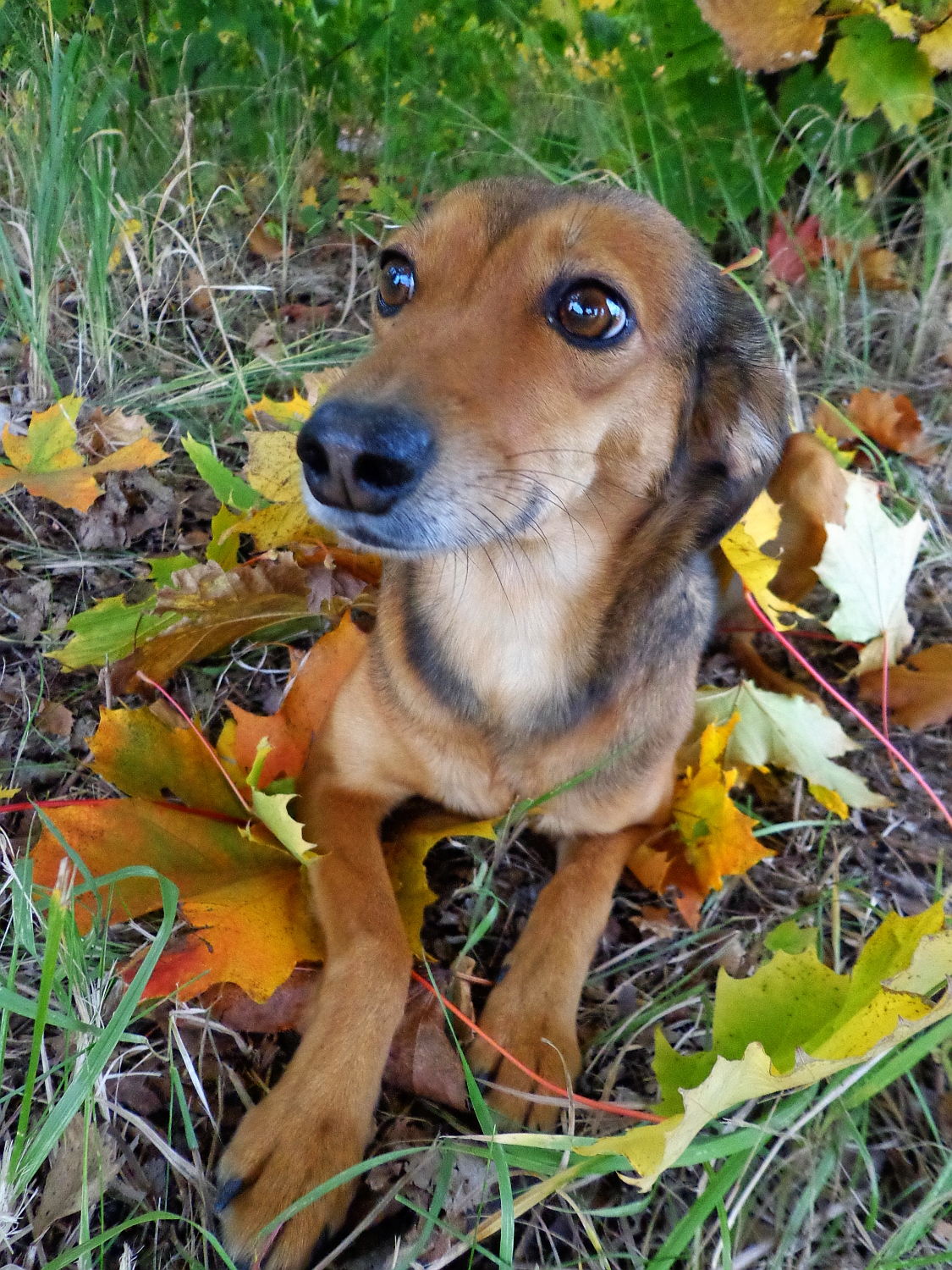 Podzimní pes