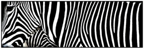 Zvěř, zvířata a zvířátka - Zebra