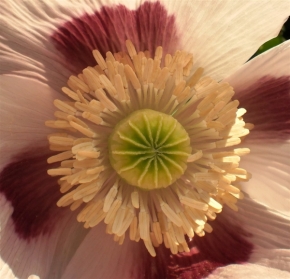 Miniaturní příroda - uvnitř květů
