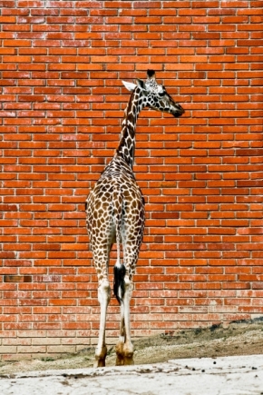 Zvěř, zvířata a zvířátka - Žirafa