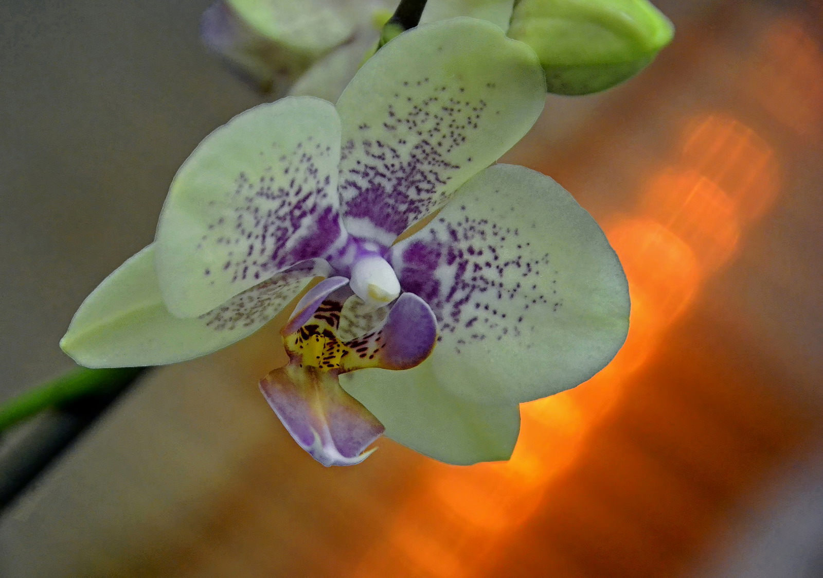 Malá večerní orchidej