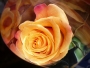 Marta hrabiecová -Vůně růže
