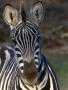 marie dirgova -Zebra