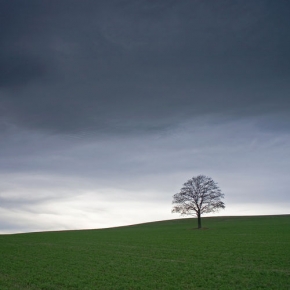 Stromy v krajině - Fotograf roku - Samotář