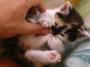 Micina