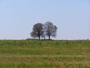 Stromy v krajině - Fotograf roku - junior - U kříže