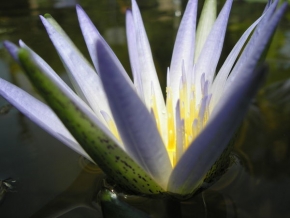 Makrosvět - Lotosový květ