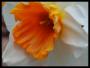 Narcis