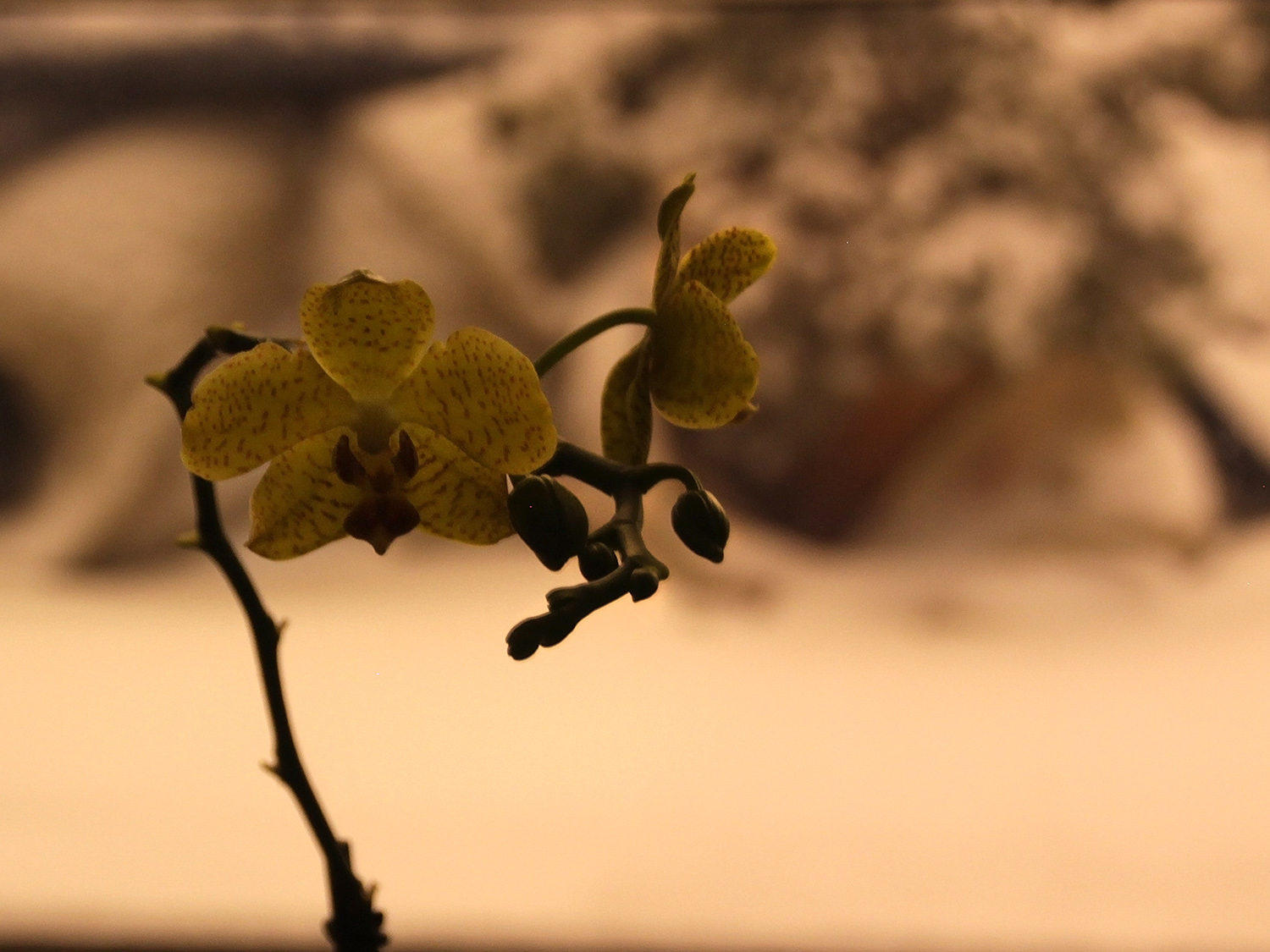 Polnočná orchidea