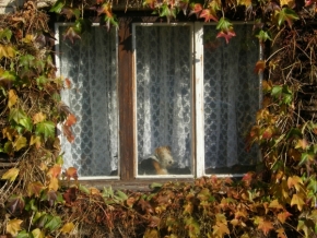 Arnošt Bartoš - Za oknem