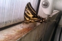 Žlutý motýlek