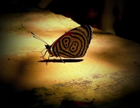 Fotograf roku v přírodě 2013 - Motýlik