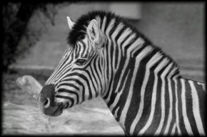 Zvěř, zvířata a zvířátka - Zebra damarská 