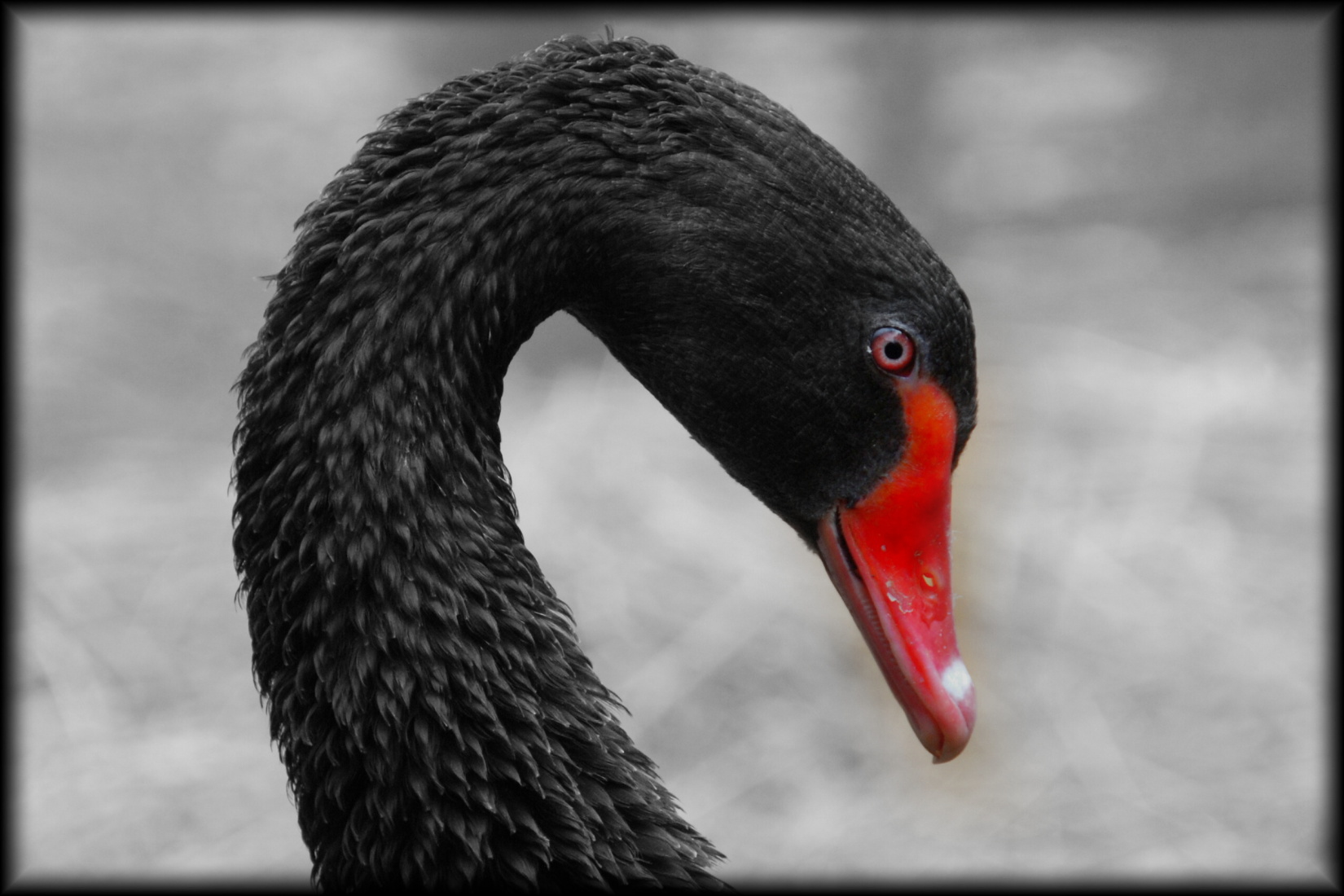 Labuť černá 