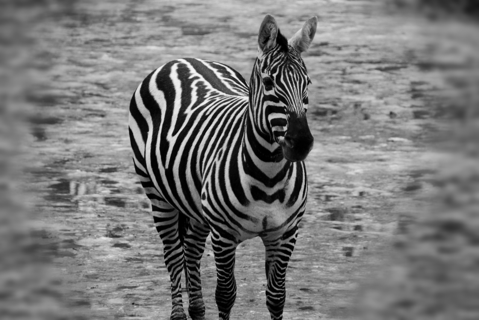Zebra quagga