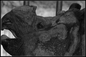 Zvěř, zvířata a zvířátka - nosorožec indický