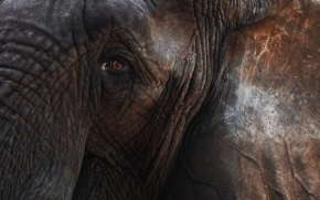 Zvěř, zvířata a zvířátka - Slonie oko