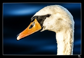 Radim Doutnac - Buď labuť
