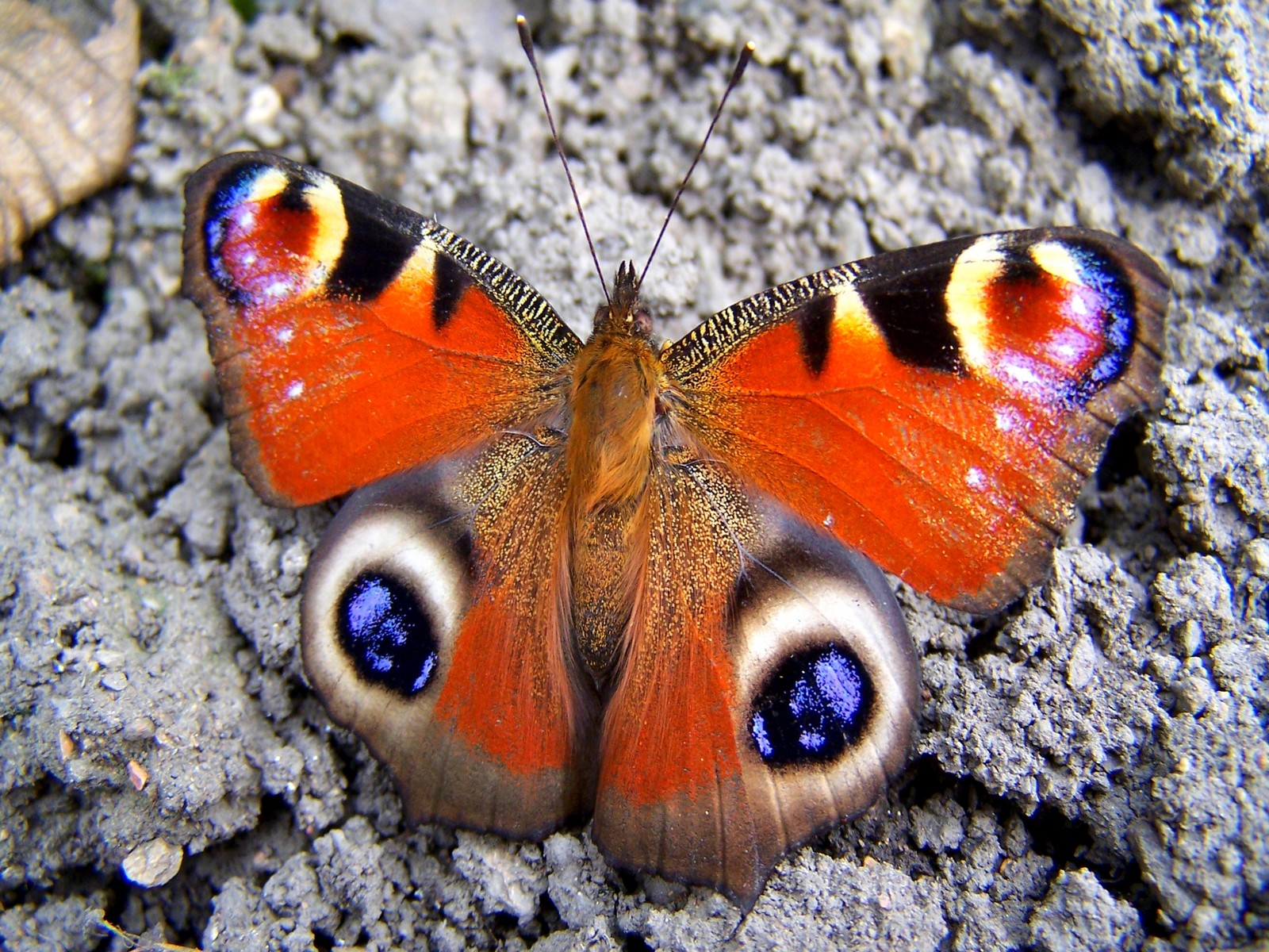 Motýl Emanuel