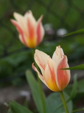 Makrosvět - Tulipán