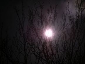 Stromy v krajině - Měsíčku na nebi..