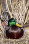 Radim Hájek - Duck