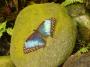 Papiliorama2