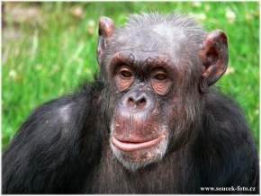 Zvěř, zvířata a zvířátka - Šimpanz