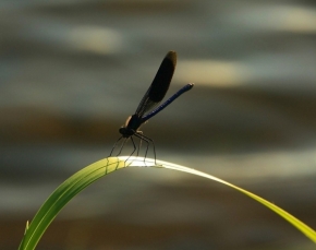 Miniaturní příroda - Fotograf roku - Junior - VII.kolo - Vážka při odpoledním opalování