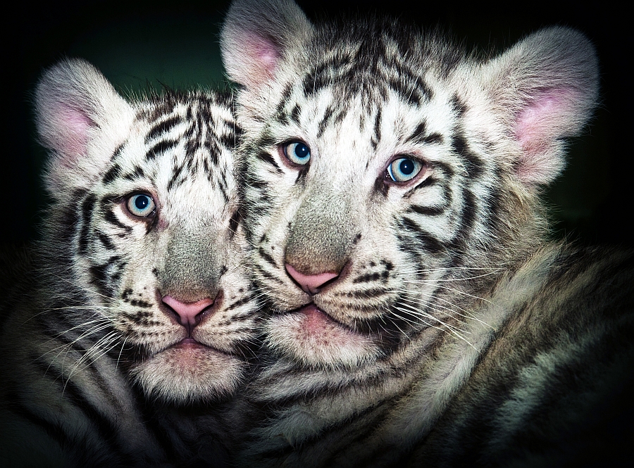 bratři od bílých tygrů