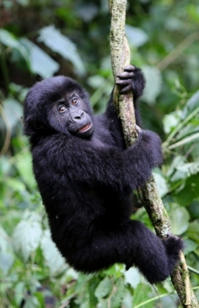 Zvěř, zvířata a zvířátka - gorila východní