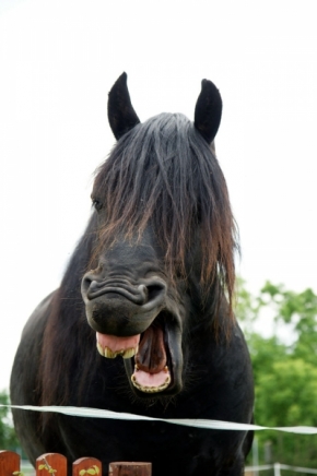 Zvěř, zvířata a zvířátka - Fotograf roku - Junior - V.kolo - Umí kůň zívat?