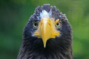 Petr Adam - Angry bird