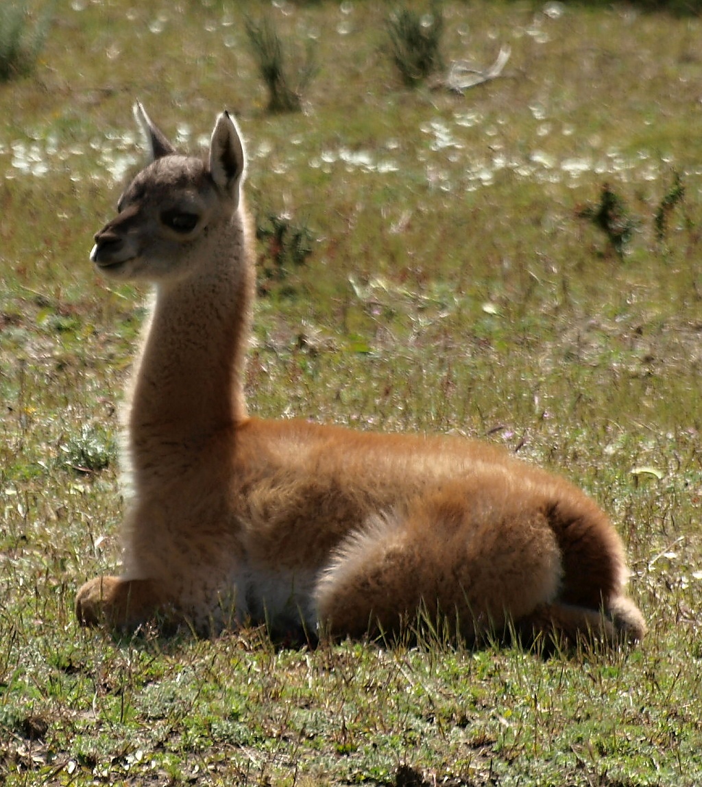 Llama guanaco - mládě