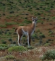 Jitka Česká - Llama guanaco - Kdepak je ta moje máma?