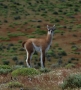 Llama guanaco - Kdepak je ta moje máma?