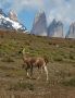 Jitka Česká -Věže Torres del Paine a llama guanaco