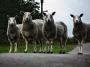 Kateřina Musílková - Sheep crossing