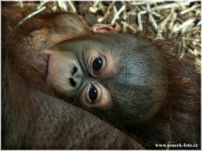 Zvěř, zvířata a zvířátka - Orangutan bornejský