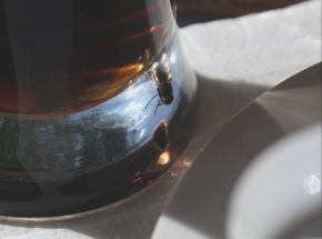 Miniaturní příroda - Aj muchy pijú kolu.
