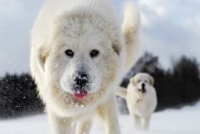 Zvěř, zvířata a zvířátka - Ledový psi