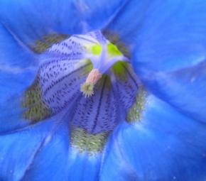 Miniaturní příroda - Modrá krása