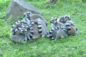 Zvěř, zvířata a zvířátka - Valná hromada lemurů kata