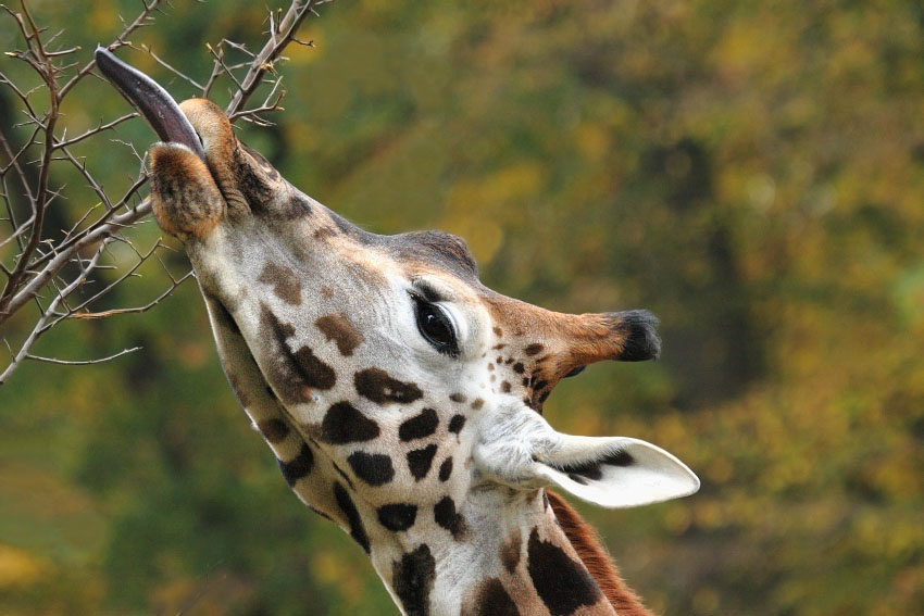 Žirafí jazyk