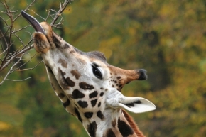 Zvěř, zvířata a zvířátka - Žirafí jazyk