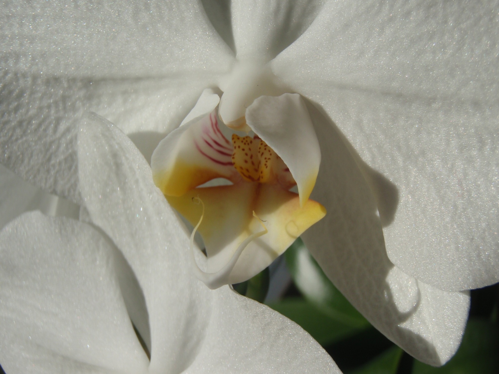 orchidej - bílá