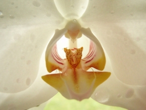 Miniaturní příroda - orchidej