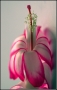 marie dirgova -Vánoční kaktus - květ